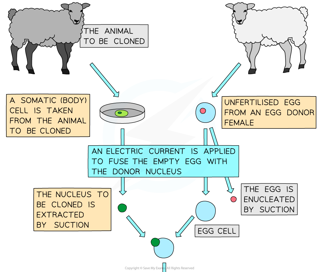 Cloning Dp Ib Biology Hl Revision Notes Save My Exams