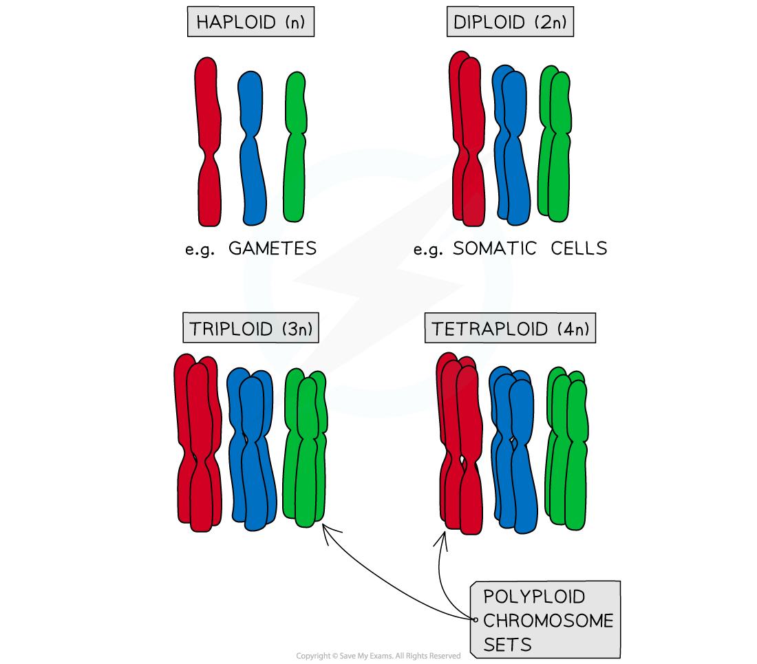 chromosome-sets-showing-haploid-diploid-and-polyploid-sets