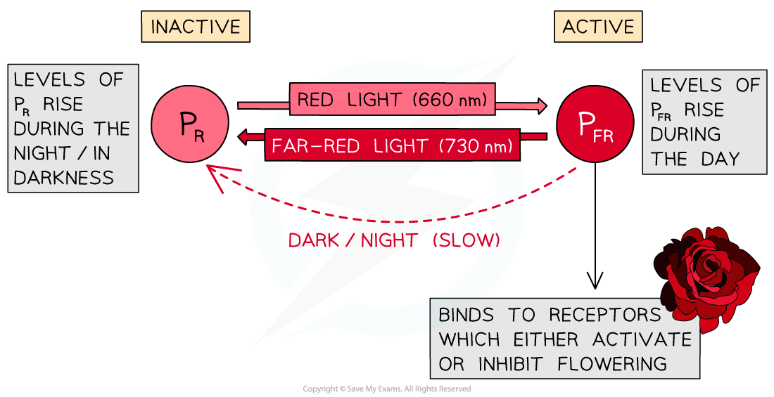 conversion-between-phytochrome-forms