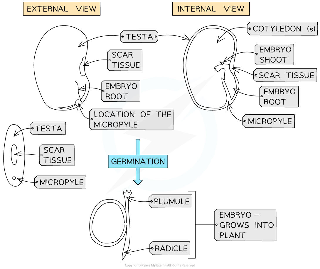 drawing-the-structure-of-a-seed