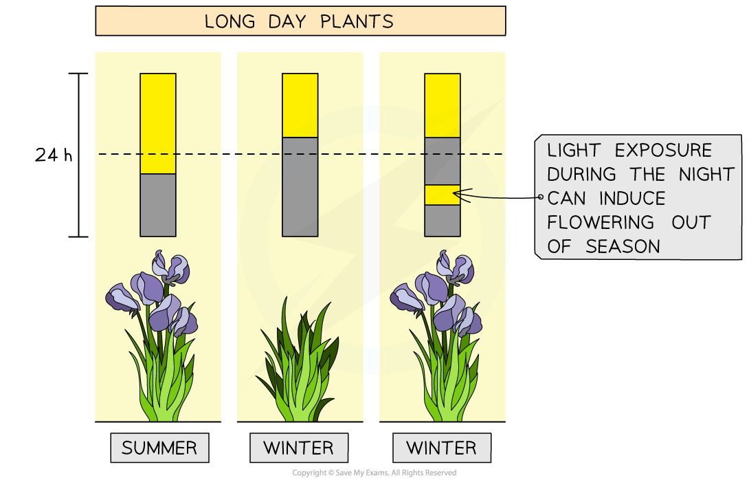 inducing-flowering-in-long-day-plants