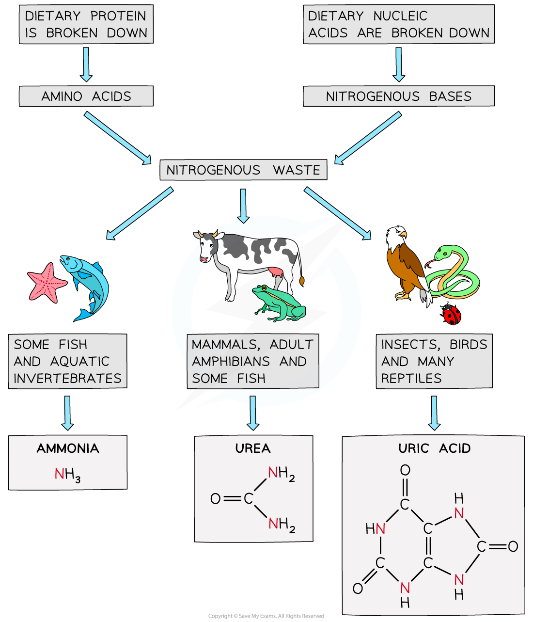 nitrogenous-waste