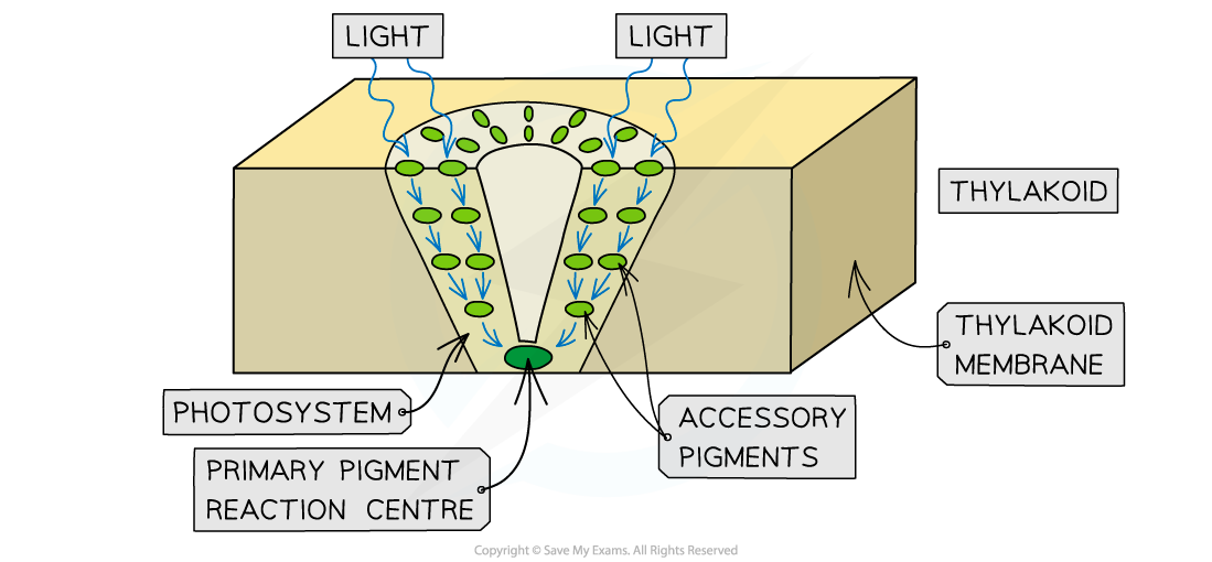 photosystem-in-thylakoids-1