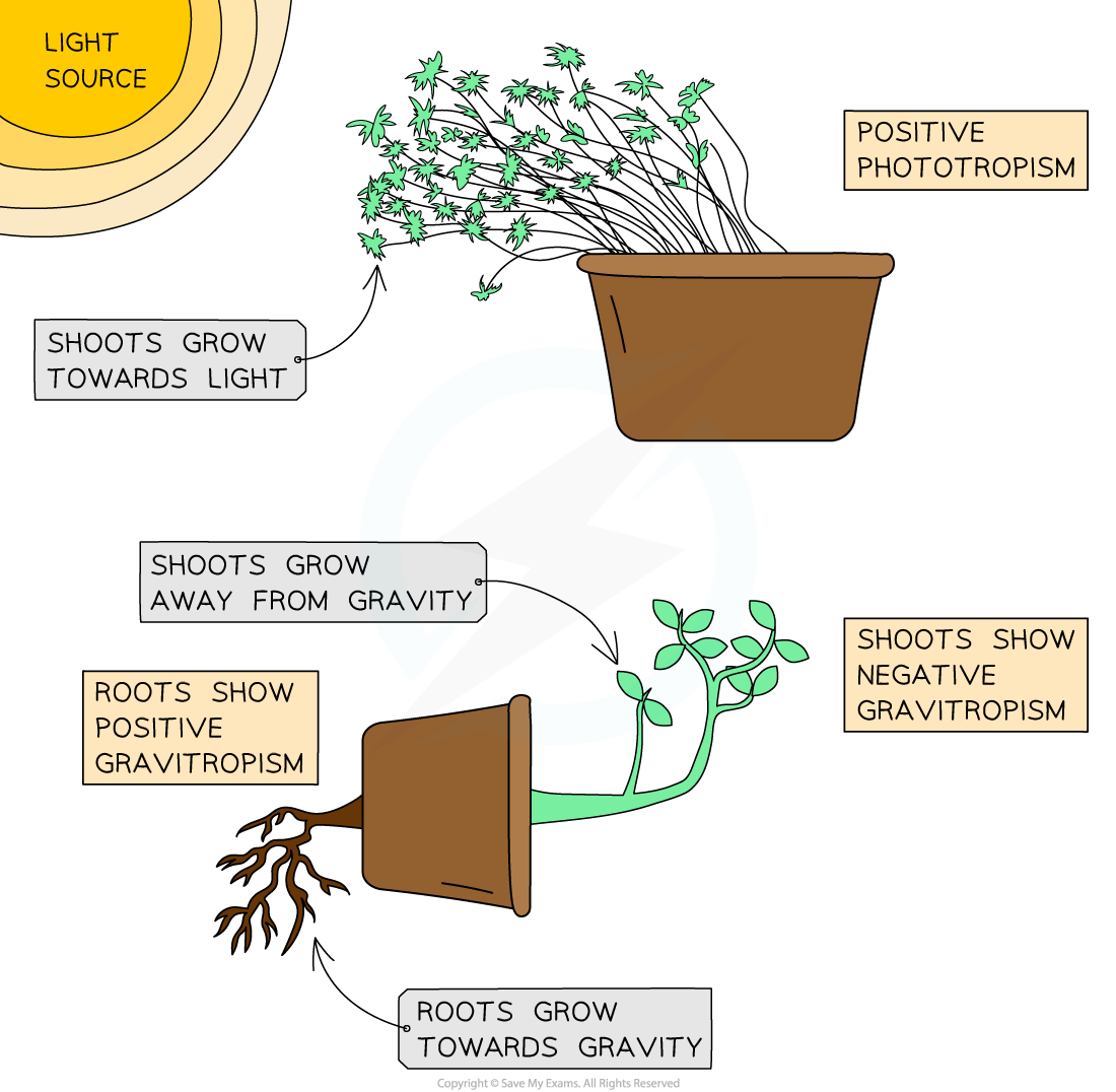 phototropism-and-gravitropism-