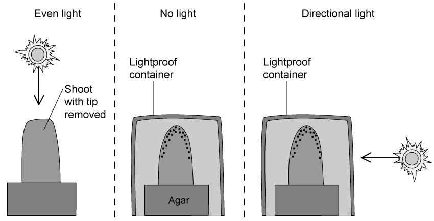q4a_9-3_growth_in_plants_ib_hl_sq_medium