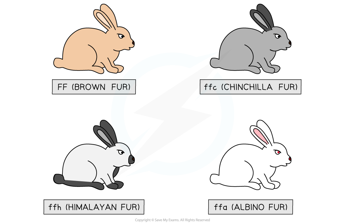 rabbit-alleles