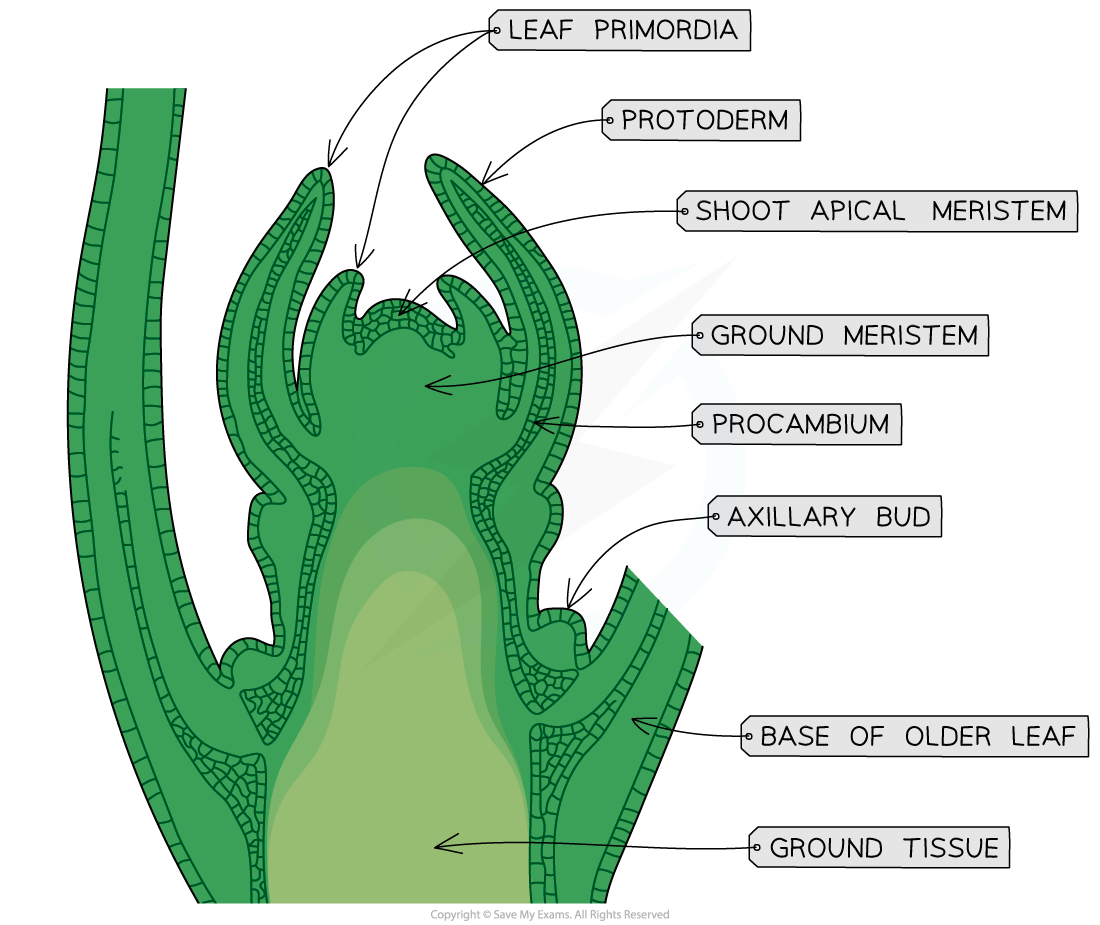 shoot-apical-meristem