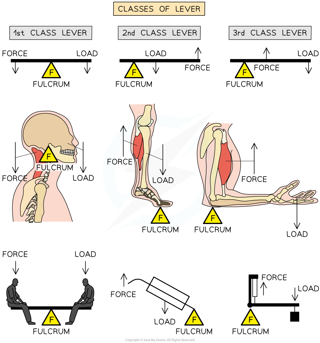 the-human-skeleton-as-levers