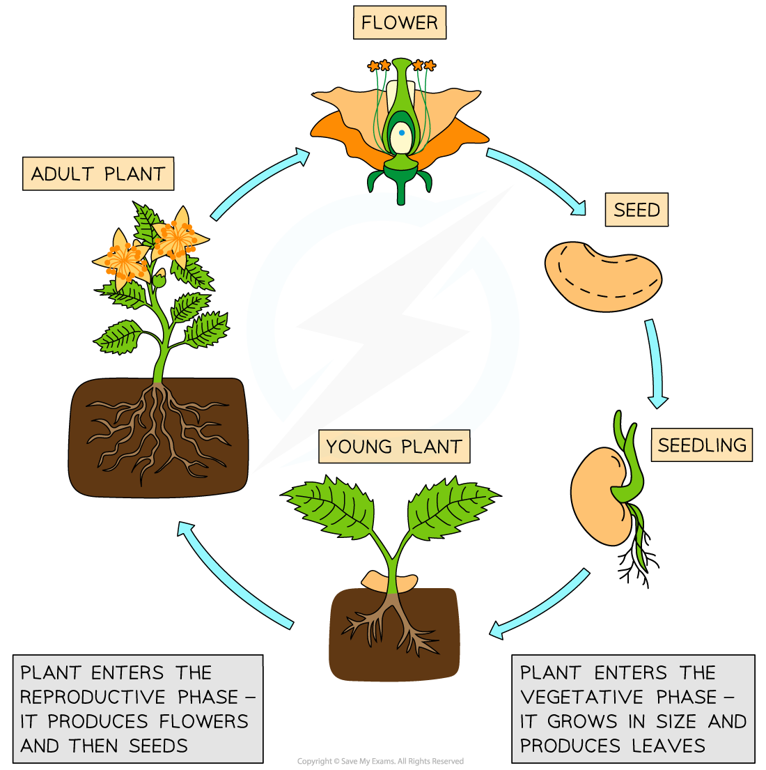 Flowering 9 4 1 Dp Ib Biology Hl Revision Notes 2016 Save My Exams