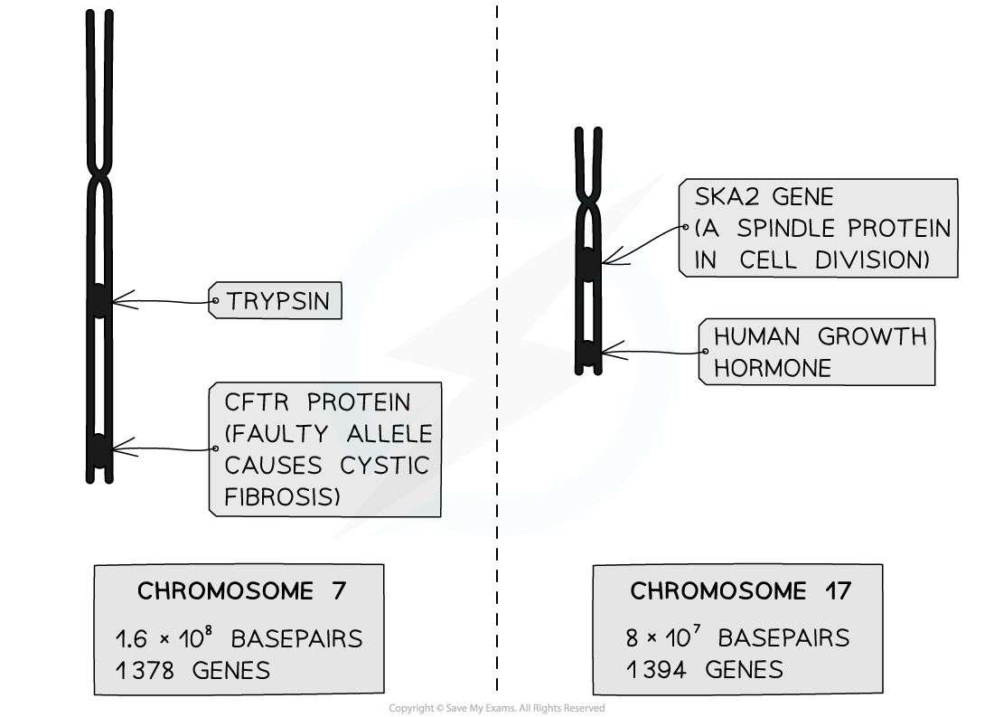 the-loci-of-selected-genes-in-the-human-genome