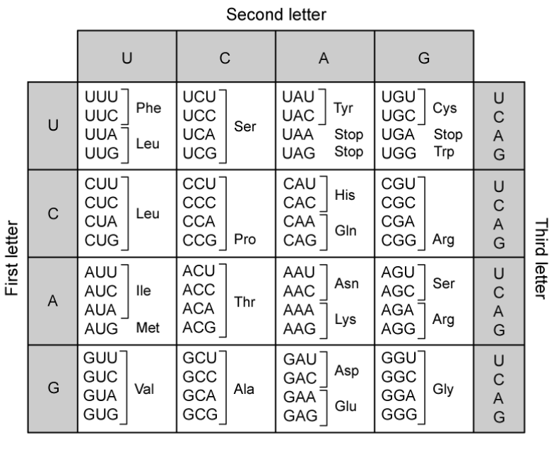 mrna-codons-and-amino-acids-table