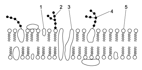 Cell membrane structure MCQ