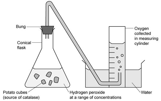 catalase-and-hydrogen-peroxide-investigation-sq