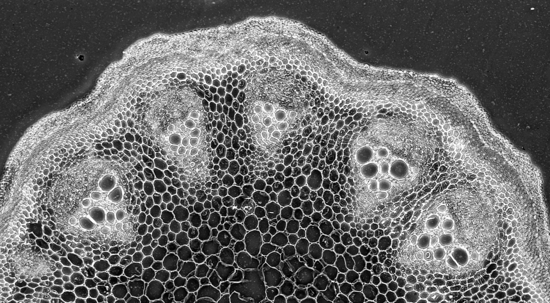 6Z9U726T_plant_stem_255_07_cross-section_of_stem_of_aristolochia