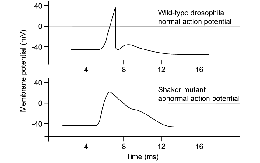 FLaRvWOD_h-4