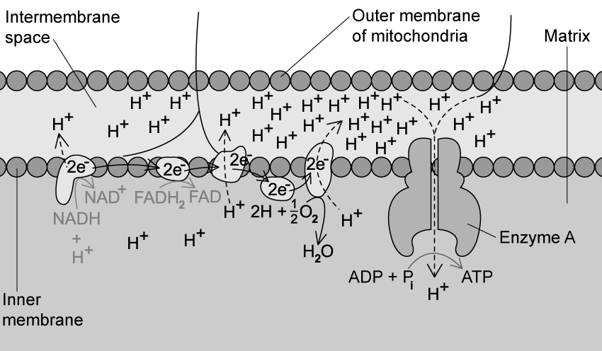 8-4-q-4b