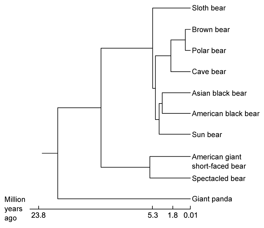 DD2E1ttJ_bear-phylogenetic-tree-sq