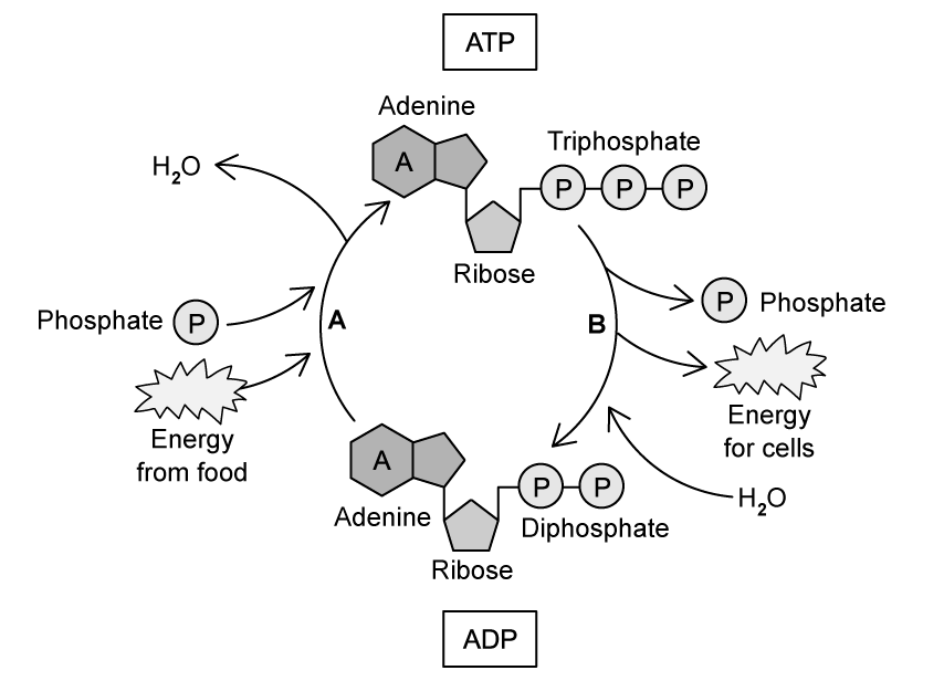 WdhpUAhM_-cycling-of-atp-and-adp