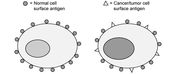 antigens-on-cancer-cells-sq