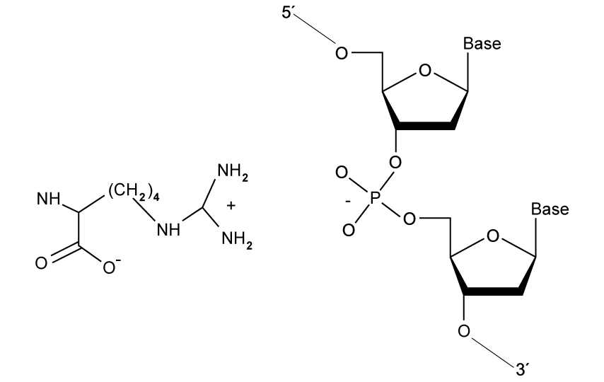 arginine-dna-bond-in-nucleosome-sqarginine-dna-bond-in-nucleosome-sq