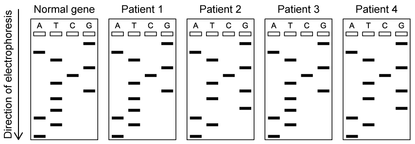 dna-sanger-sequencing-gel-sq