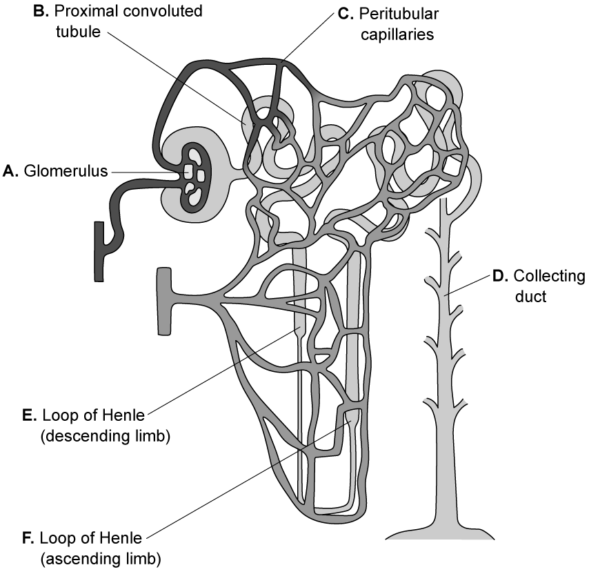 etgz6suc-annotated-kidney-nephron2