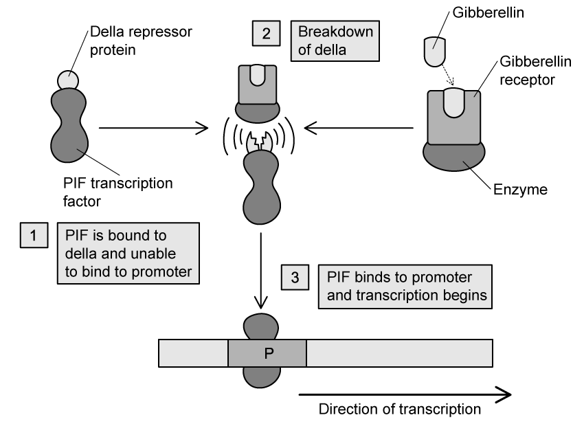 giberellin-pif--transcription-sq