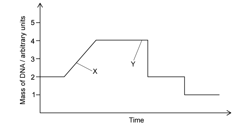 meiosis-mass-of-dna-graph-sq