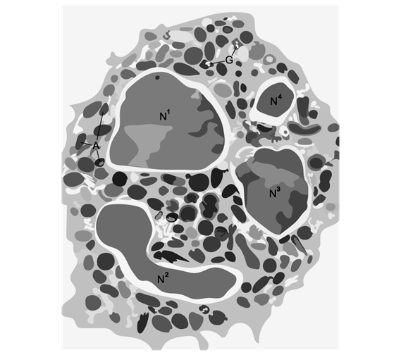 phagocyte-neutrophil-structure-function-sq