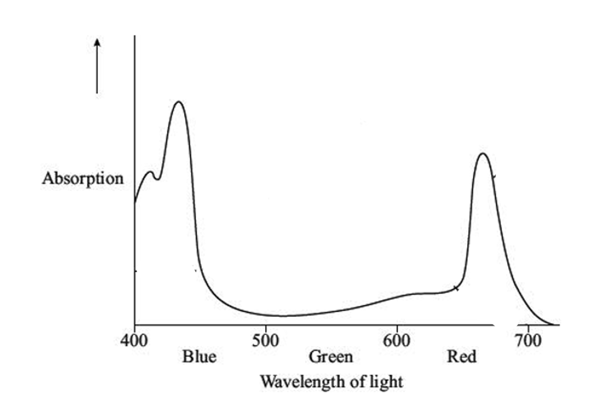 photosynthesis-in-seaweed-wavelengths-and-absorption-sq