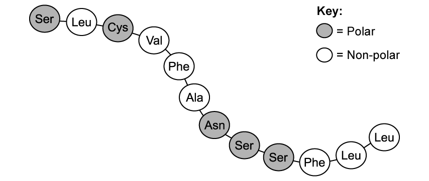 polypeptide-tertiary-structure-sq