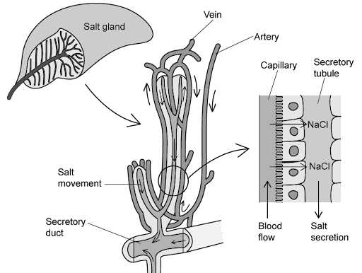 salt-gland---sq