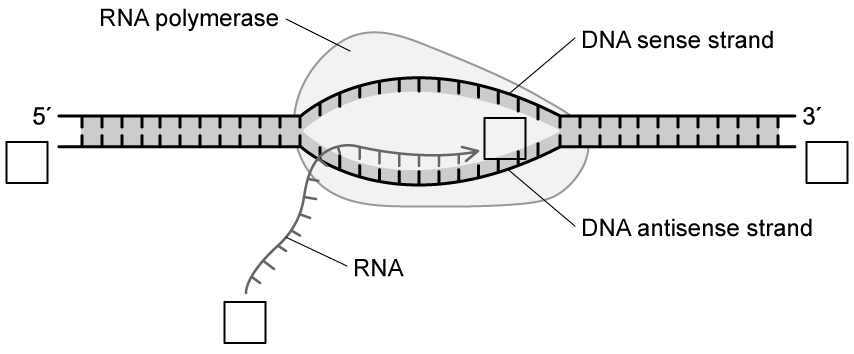 wE5rlyWc_rna-direction-of-transcription-fill-in-sq-