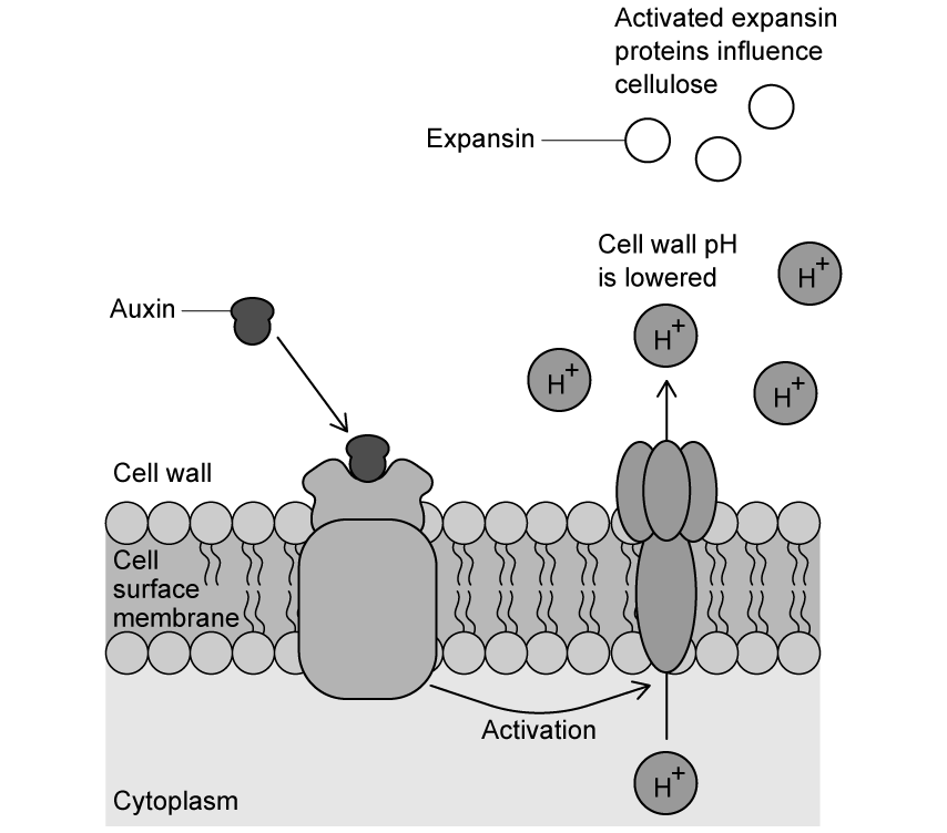 auxin-cell-wall-expansion-sq