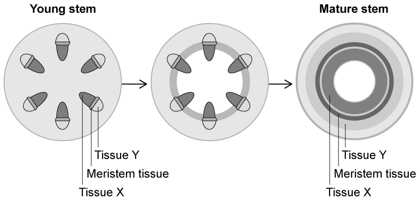 cambium-vascular-tissue-young-and-mature-stem-sq