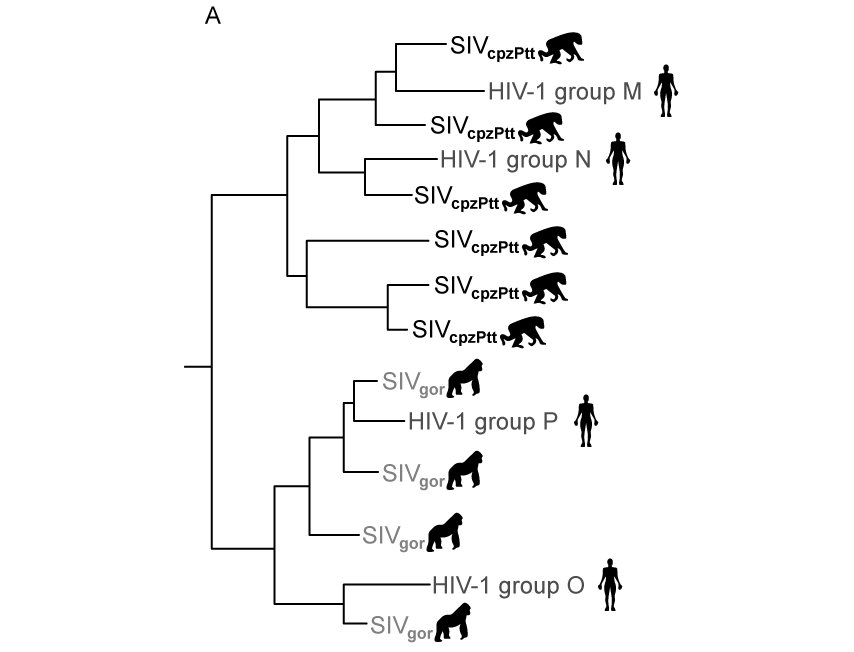 hiv-evolutionary-tree-zoonosis-sq