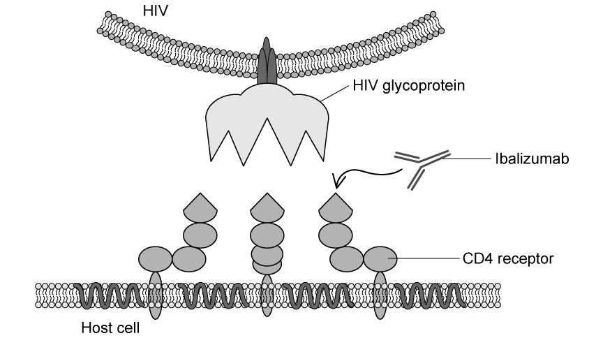 ibalizumab-monoclonal-antibody-hiv-sq