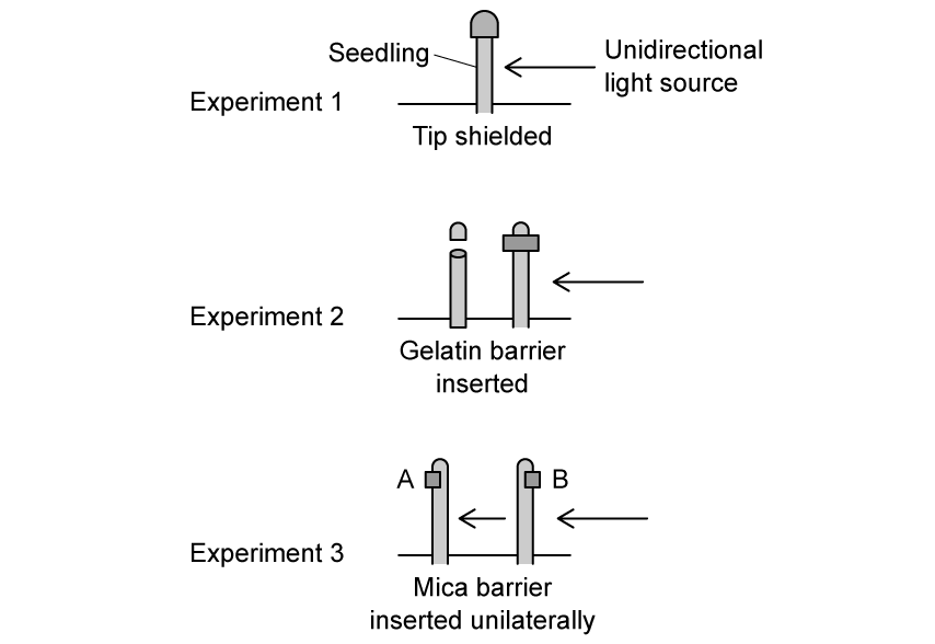 phototropism-auxin-iaa-experiments-1-sq