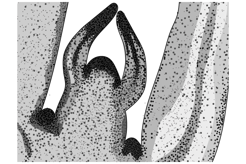 Shoot apical meristem micrograph SQ