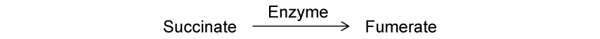 succinate-enzyme-reaction