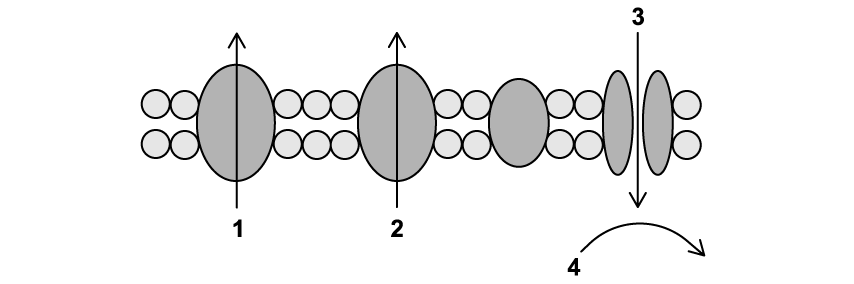 Electron transport chain oxidative phosphorylation MCQ