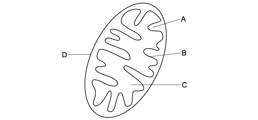 Mitochondrion mitochondria structure MCQ