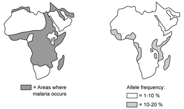 J36r7YTE_africa-diagram-malaria-and-allele-frequencies-sq