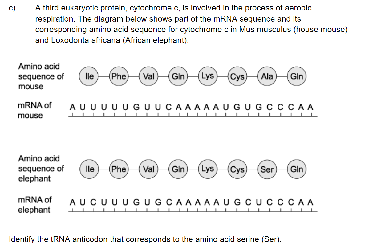 q1c_2-6-transcription-_-translation_medium_sq_ib_sl_biology