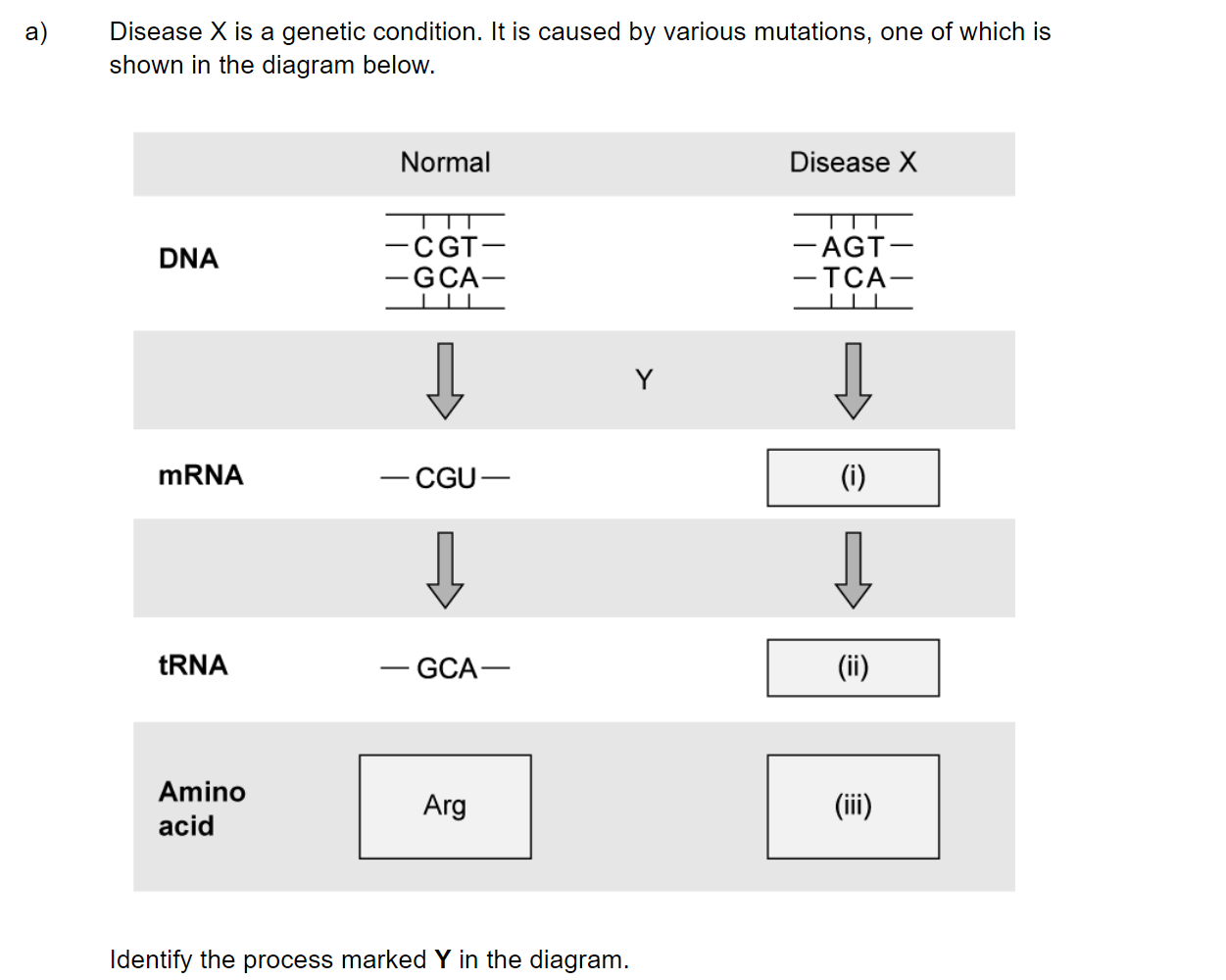 q2a_2-6-transcription-_-translation_medium_sq_ib_sl_biology