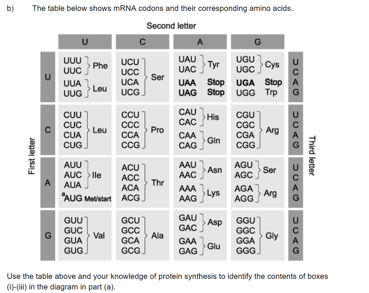 q2b_2-6-transcription-_-translation_medium_sq_ib_sl_biology