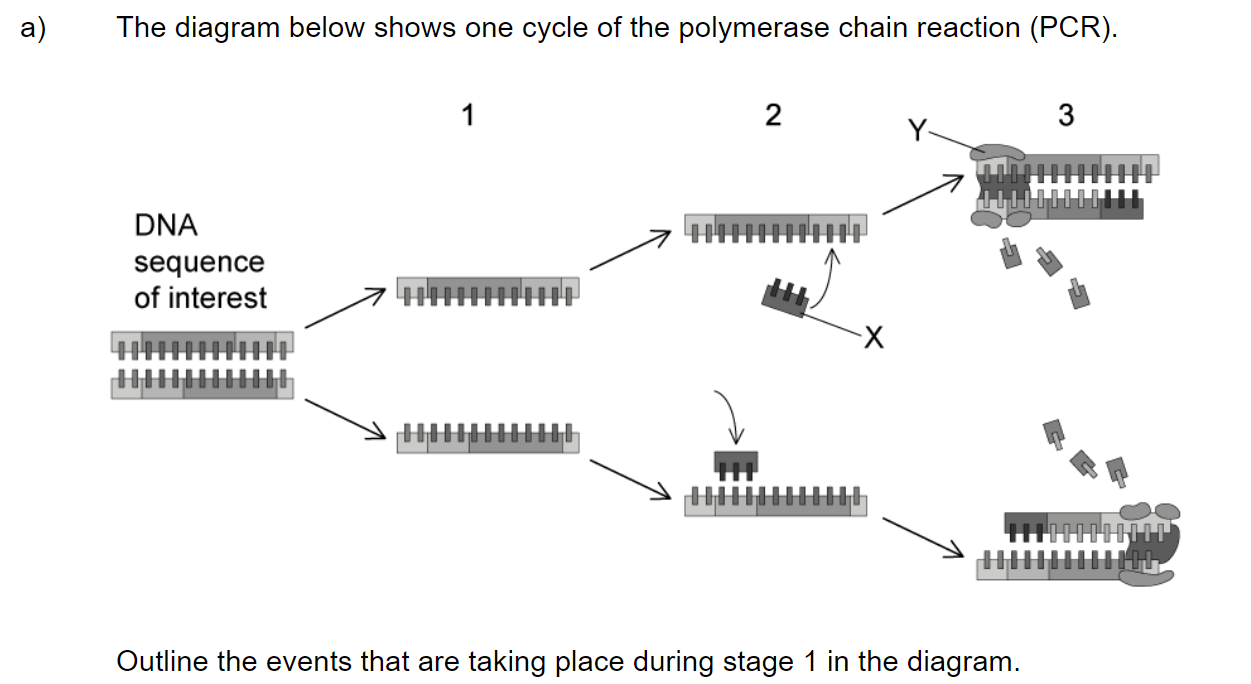 q3a_2-6-transcription-_-translation_medium_sq_ib_sl_biology