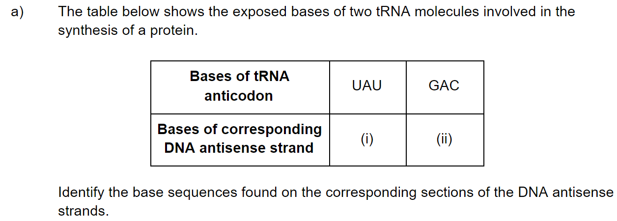 q4a_2-6-transcription-_-translation_medium_sq_ib_sl_biology