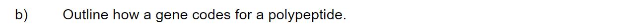 q4b_2-6-transcription-_-translation_medium_sq_ib_sl_biology