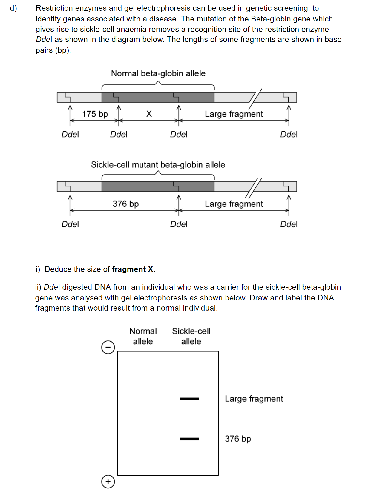 q1d_3-4-genetic-modification-_-biotechnology_sq_ib_sl_biology